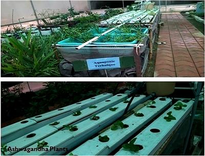 Estimating the production of withaferin A and withanolide A in Withania somnifera (L.) dunal using aquaponics for sustainable development in hill agriculture